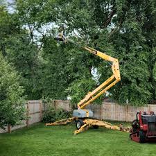 Best Tree Preservation Services  in Greenfield, MN