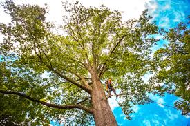 Best Commercial Tree Services  in Greenfield, MN