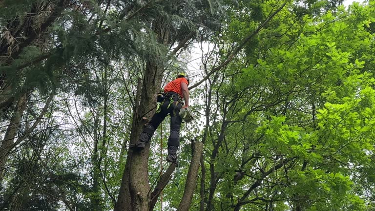 Best Emergency Tree Removal  in Greenfield, MN