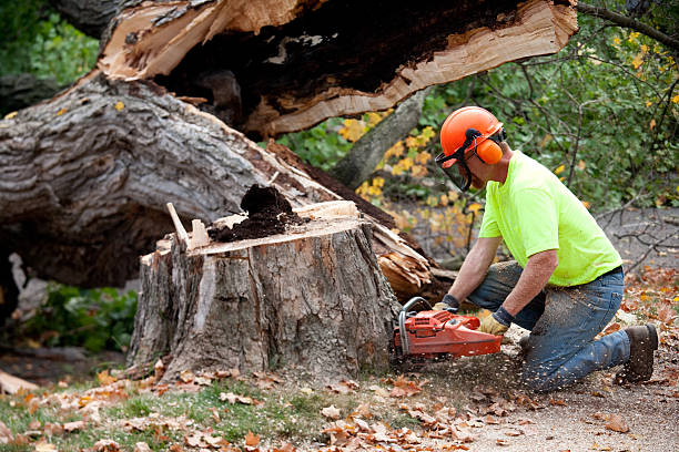 Best Lawn Pest Prevention  in Greenfield, MN