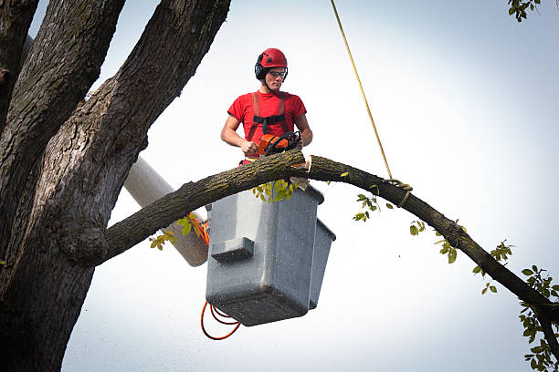 Best Arborist Consultation Services  in Greenfield, MN