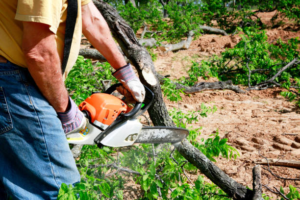 Best Tree Removal  in Greenfield, MN